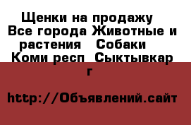 Щенки на продажу - Все города Животные и растения » Собаки   . Коми респ.,Сыктывкар г.
